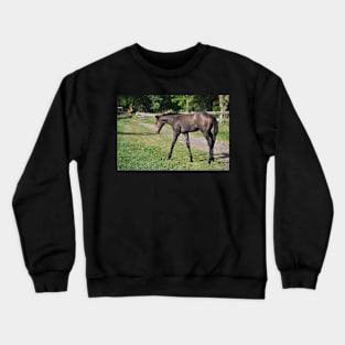 TB COLT Crewneck Sweatshirt